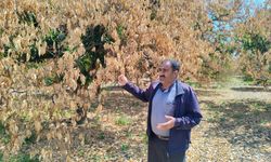 Hatay’da don felaketi sonrası kuruyan narenciye ağaçları kesildi