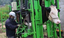 Hatay Büyükşehir Belediyesinden Besicilere Ücretsiz Tırnak Bakım Desteği
