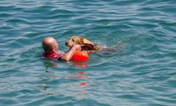 Sivil sualtı kurtarma köpeği Zeyna, görev için gün sayıyor