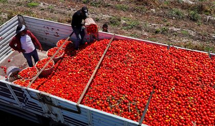 Domates tarlada kaldı: Üretici maliyeti bile çıkaramıyor