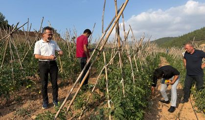 Adana’da atıl araziler domates üretim merkezi oldu