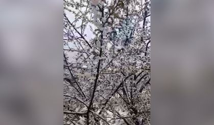 Feke’de şaşırtan manzara: Kiraz çiçekleri kar altında kaldı