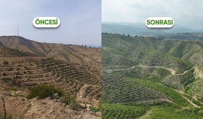 Aladağ'da yangından zarar gören alanlar yeniden yeşile kavuştu
