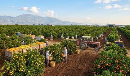 Adana turunçgil üretiminde Türkiye’nin zirvesinde