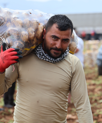 Patates yükleyip 100 bin lira kazanıyorlar! “Bu işi herkes yapamaz”