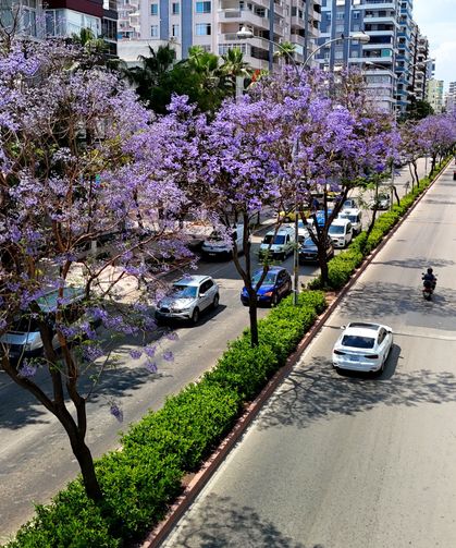 Adana bir anda mora büründü! Jakaranda çiçekleri kenti renklendirdi