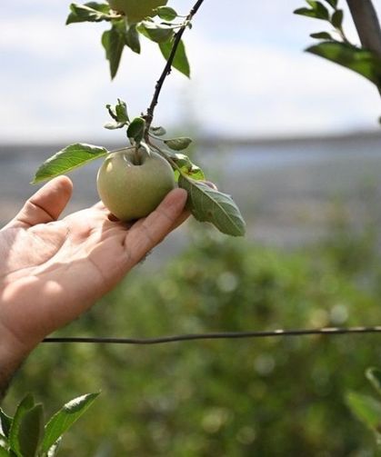 Kozanlı çiftçiler için destek takvimi açıklandı