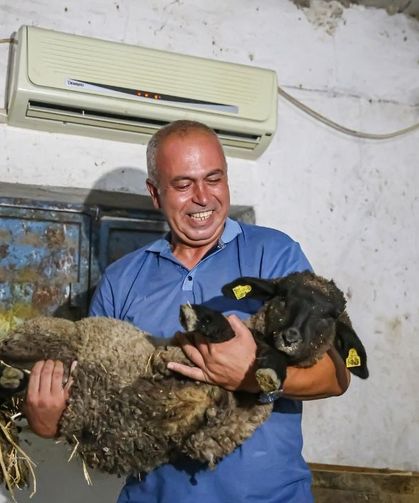 Adana'da besiciden sıra dışı çözüm: Koyunlarına klima taktırdı!