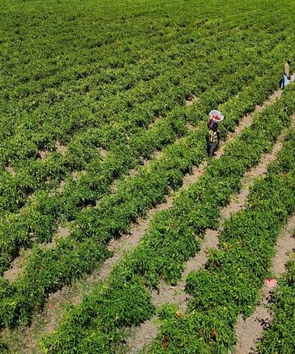 Adana'da biber hasadı başladı, fiyatlar ve verim yüzleri güldürdü