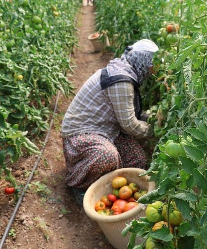 Adana’da 1500 rakımda bir ilk: Baba-kız seradan ilk domatesleri topladı