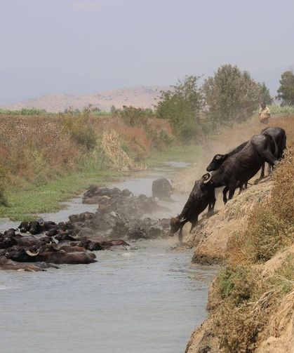 Adana’da Afrika belgesellerini aratmayan görüntüler