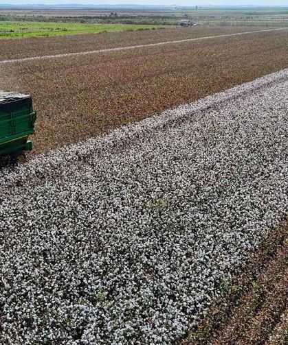 Adana’da ‘beyaz altın’ hasadı başladı: Pamuk tarlada 40 liradan alıcı buluyor
