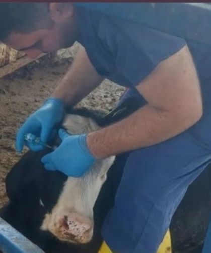 Adana'da büyükbaş hayvanlara Brucella aşılaması sürüyor