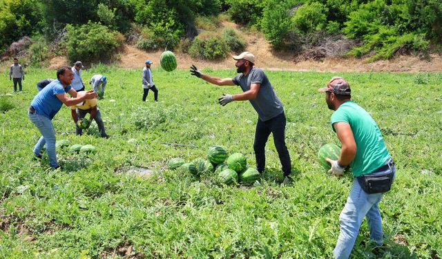 Adana’da karpuzda hasat başladı: Kilosu 20-24 TL