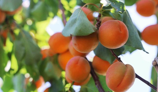 Amik Ovası’nda kayısı hasadı yüz güldürdü