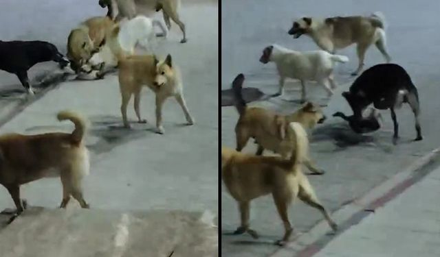 Hatay'da 6 sokak köpeğinin saldırısına uğrayan kedi telef oldu