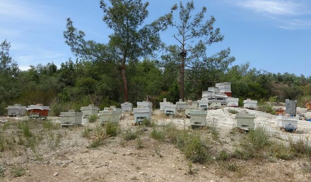 Mersin’de arıcının geçim kaynağına saldırı