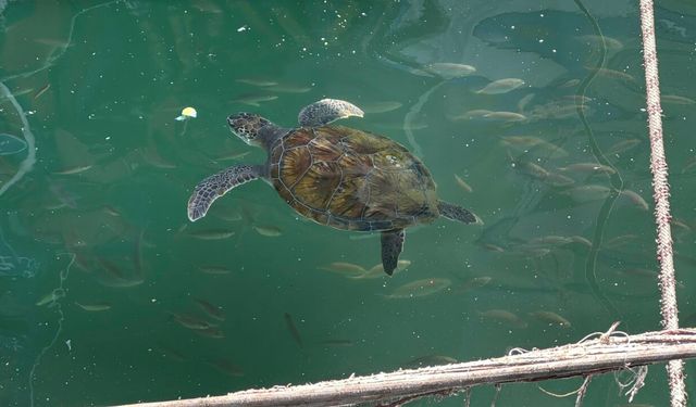 Mersin'de deniz kaplumbağaları doğal hayatlarına dönüyor