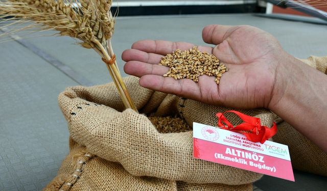 Yerli buğday ve arpa tohumları Adana’da tanıtıldı