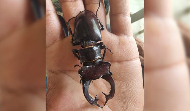 Kırmızı listede yer alan 'Geyik Böceği' Adana’da ortaya çıktı