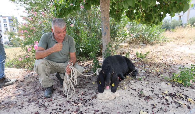 Kurbanda firar eden keçi 10 gün sonra damda bulundu