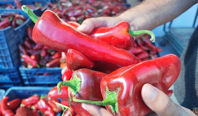 Tufanbeyli’de salçalık biber fidesi başvuruları başlıyor