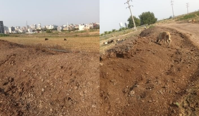 Adana’da tavuk pisliği kabusu! Mahalle halkı kokudan pencere açamıyor