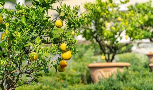 Bahçıvanların bildiği sır açıklandı: Bahçesi olan herkes denesin