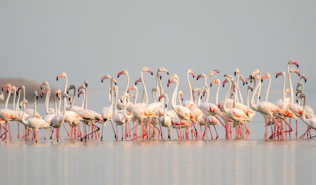 Karataş’ta Akyatan Lagünü flamingolarla şenlendi!