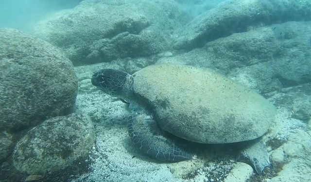 Uzmanı uyardı! Antalya sahillerinde tehlike: Caretta caretta ısırıkları alarm veriyor
