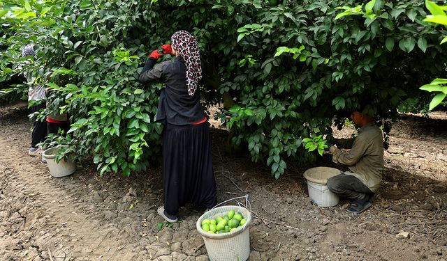 150 Liralık Limon İçin Adana’da Hasat Mesaisi Başladı