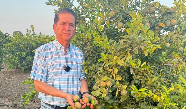 Adana’da Narenciye Alarmı: “Ürünlerimiz Yanıyor, Çiftçi Destek Bekliyor”