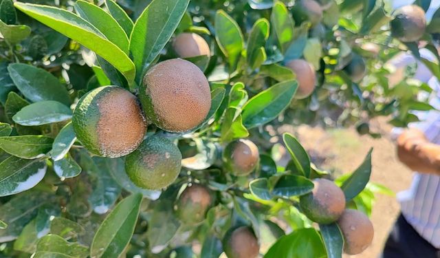 Çiftçinin yüzü yine gülmedi: Bu kez doğa başka bir felaketle kapıyı çaldı