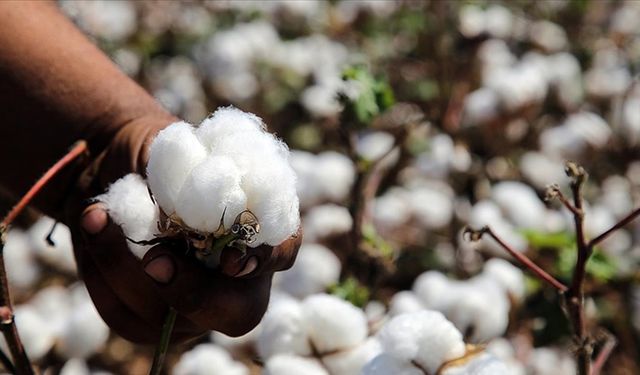Adana’yı Adana Yapan ‘Beyaz Altın’ın Sırrı Ne?