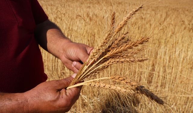 Saimbeyli’de yerli tohumla buğday rekoru: Boş tarlalar altına dönüştü