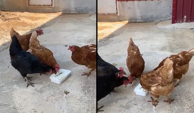 Sıcakta Bunalan Tavuklara Dondurma İkramı