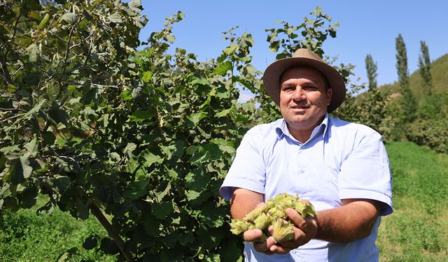 Karadeniz’in Fındığı Adana'da Açtı: İlk Hasat Yapıldı