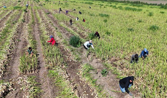 Adana'da turfanda soğan hasadı iklim engeline rağmen başladı