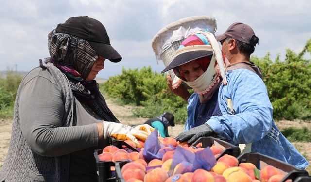 Adana'da erkenci şeftali hasadı başladı