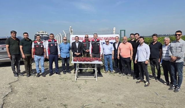 Adana’da Royal Tiago kiraz hasadı başladı