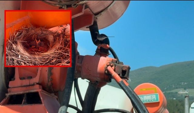 Beton mikserine yuva yapan kuşlar için üretime ara verdiler