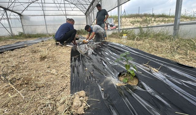 Çukurova'nın verimli topraklarında kahve de yetiştirilecek