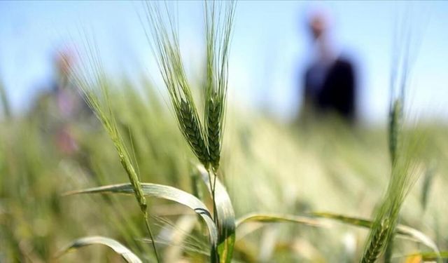 Çiftçilere müjdeli haber! 688 milyon TL'lik destek hesaplarda