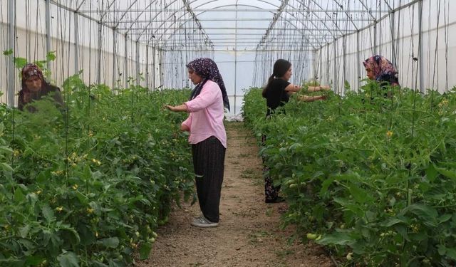 Adana'da kadınlar imkânsızı başardı! Çorak araziler üretim üssü oldu