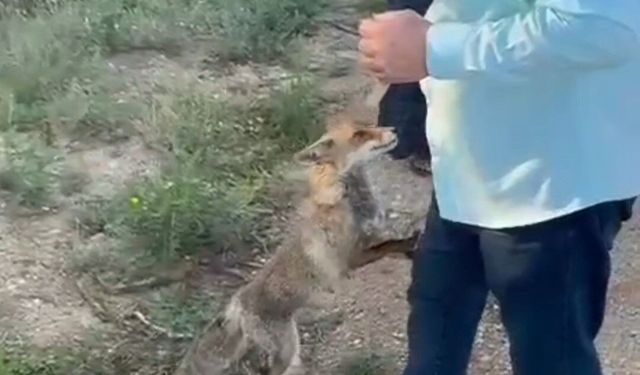 Adana’da tilkinin sıra dışı davranışları herkesi şaşırttı
