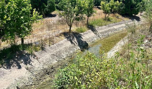 Adanalı çiftçiler susuzluktan kırılıyor
