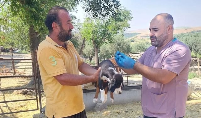Kozan’da köpekler için mikroçip uygulaması sürüyor