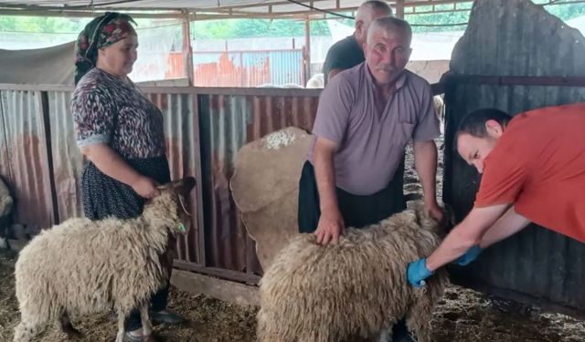 Kozan'da hayvan sağlığı için sahada yoğun mesai