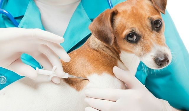 Kozan’da köpek sahiplerine mikroçip ve kimliklendirme uyarsı