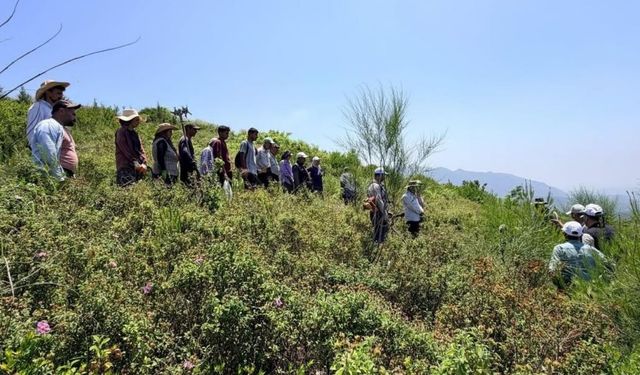 Kozan'da doğa yeniden nefes alıyor: 650 Bin fidan yeşerdi
